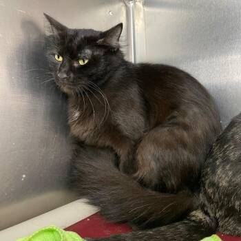 Domestic Long Hair Cats Available for Adoption - Boo | PetCurious