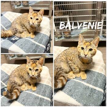 Domestic Short Hair Cats Available for Adoption in Saint James, Missouri - Balvenie | PetCurious