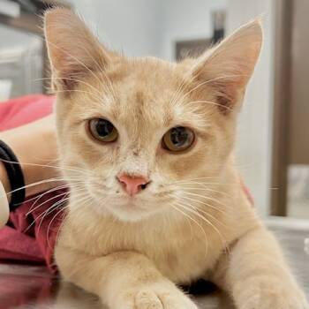 Rescue Domestic Short Hair Cats for Adoption in Durango, Colorado - Ollie | PetCurious