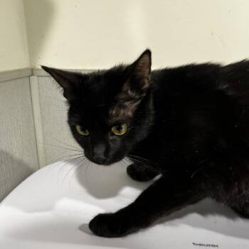 Domestic Short Hair Cats Available for Adoption in Tampa, Florida - Jo | PetCurious