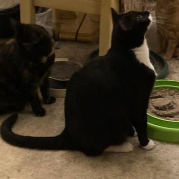 Guinesse -  Domestic Short Hair Cat for Adoption in Abingdon, Maryland - Guinesse | PetCurious