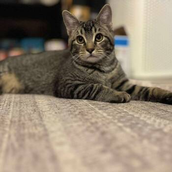 Rescue Domestic Short Hair Cats for Adoption in Eagle Mountain, Utah - Gus Fuchs | PetCurious