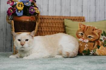 Dobby -  Siamese Cat for Adoption in Roanoke, Texas - Dobby | PetCurious