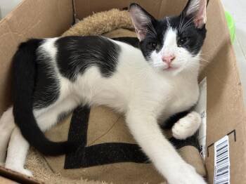 Kohl & Kali -  American Shorthair Cat for Adoption in New Bedford, Massachusetts - Kohl & Kali | PetCurious
