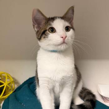 Q -  Domestic Short Hair Cat for Adoption in Stillwater, Oklahoma - Q | PetCurious