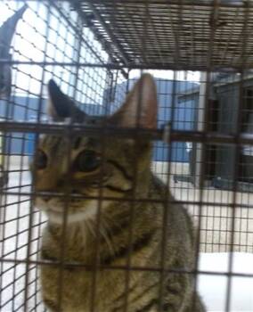 Domestic Short Hair Cats Available for Adoption in Doral, Florida - ALLIE | PetCurious