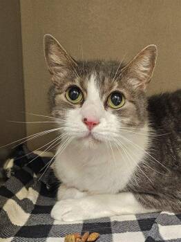 KEVIN -  Domestic Short Hair Cat for Adoption in Clyde, North Carolina - KEVIN | PetCurious