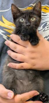 Rescue Domestic Short Hair Cats for Adoption in La Harpe, Kansas - Jacobin | PetCurious