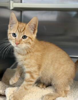 Kentucky -  Domestic Short Hair Cat for Adoption in Columbus, Nebraska - Kentucky | PetCurious