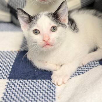 Brotron -  Domestic Short Hair Cat for Adoption in Port Richey, Florida - Brotron | PetCurious