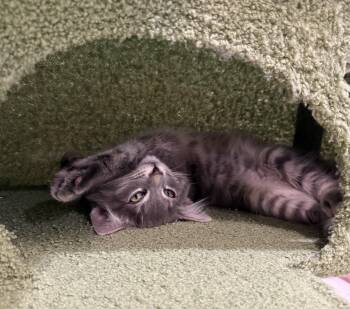 Doppler and Cumulus -  Ragdoll and Domestic Short Hair Cat for Adoption in Walnut Creek, California - Doppler And Cumulus | PetCurious