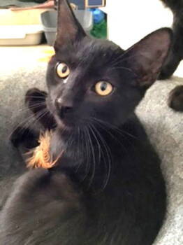 Rescue Domestic Short Hair Cats for Adoption in Pineville, Louisiana - Kato | PetCurious