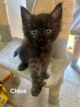 Chloe -  Domestic Short Hair and Extra Toes Cat Hemingway Polydactyl Cat for Adoption in Chicopee, Massachusetts - Chloe | PetCurious