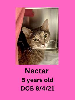 Nectar -  Domestic Short Hair Cat for Adoption in Ravenna, Ohio - Nectar | PetCurious