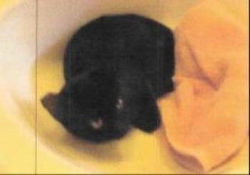 Ella -  Domestic Short Hair Cat for Adoption in Sebastian, Florida - Ella | PetCurious