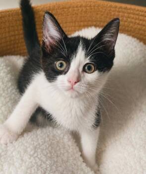 Saffron Sky -  Domestic Short Hair Cat for Adoption in El Dorado, Arkansas - Saffron Sky | PetCurious