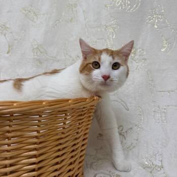 Megladon -  Domestic Short Hair Cat for Adoption in Riverwoods, Illinois - Megladon | PetCurious