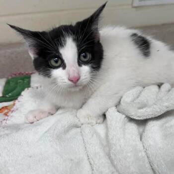 Dragonfire 26-05-175 -  Domestic Medium Hair Cat for Adoption in Bastrop, Texas - Dragonfire 26-05-175 | PetCurious