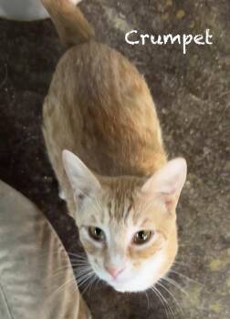 American Shorthair Cats Available for Adoption - Crumpet | PetCurious