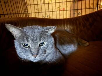 Rescue Domestic Short Hair Cats for Adoption in Grand Rapids, Michigan - Hutch | PetCurious