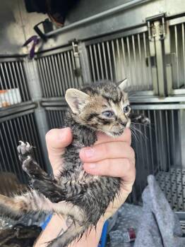 Domestic Medium Hair Cats Available for Adoption in Dallas, Texas - BUTTERCUP | PetCurious