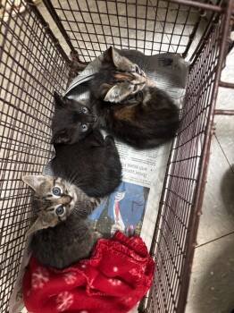Domestic Short Hair Cats Available for Adoption in Sorrento, Louisiana - 26-0536C | PetCurious