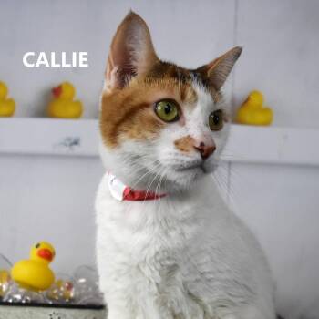 Callie -  Domestic Short Hair Cat for Adoption in Yuma, Arizona - Callie | PetCurious
