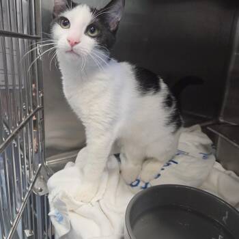 Maya -  Domestic Short Hair Cat for Adoption in Old Bridge, New Jersey - Maya | PetCurious