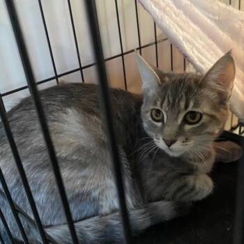 Rescue Domestic Short Hair Cats for Adoption in Warrensburg, Missouri - Macy | PetCurious