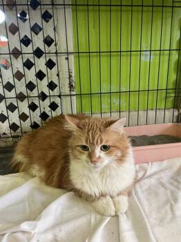 Biddy -  Domestic Long Hair Cat for Adoption in Evansville, Indiana - Biddy | PetCurious