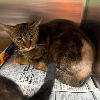 Amara -  Domestic Short Hair Cat for Adoption in Shinnston, West Virginia - Amara | PetCurious