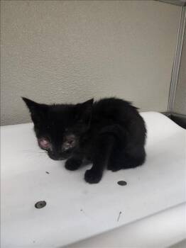 Rescue Domestic Short Hair Cats for Adoption in Tracy, California - CASHEW | PetCurious