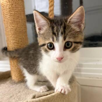 Domestic Short Hair Cats Available for Adoption in Brownsboro, Alabama - Garrus | PetCurious