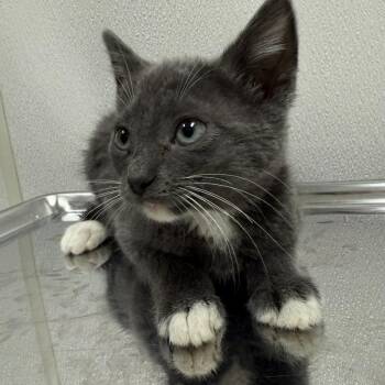 Rescue Domestic Short Hair Cats for Adoption in Warrenton, Oregon - Sophia (Hwy 104 Kitten 2) | PetCurious
