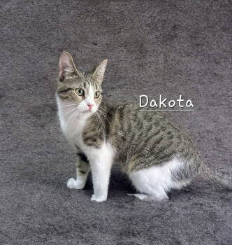 Rescue Tabby Cats for Adoption in Houston, Texas - Dakota #Tunnel-Expert | PetCurious