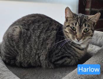 Domestic Short Hair Cats Available for Adoption - Harlow | PetCurious
