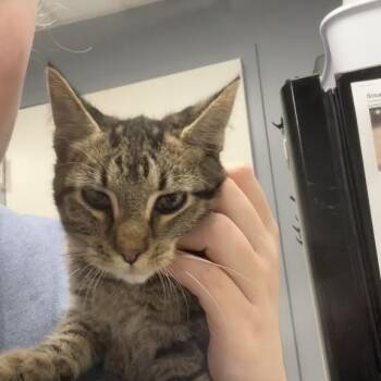 Beauty -  Domestic Short Hair Cat for Adoption in Birmingham, Alabama - Beauty | PetCurious