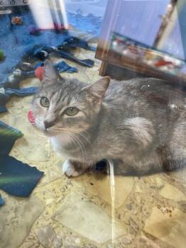 Domestic Short Hair Cats Available for Adoption in Johnson City, Tennessee - Brie | PetCurious