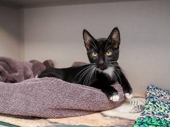 JAYNE -  Domestic Short Hair Cat for Adoption in Omaha, Nebraska - JAYNE | PetCurious