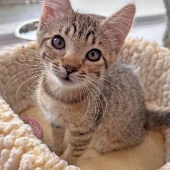 Chai -  Domestic Short Hair Cat for Adoption in Hailey, Idaho - Chai | PetCurious