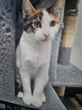 Rescue Domestic Short Hair Cats for Adoption in Minneapolis, Minnesota - Felicia C4716 | PetCurious