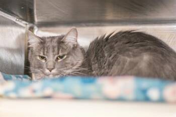Domestic Short Hair Cats Available for Adoption - A1261937 | PetCurious