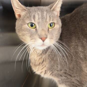 Rescue Domestic Short Hair Cats for Adoption in Ridgely, Maryland - Isabelle | PetCurious