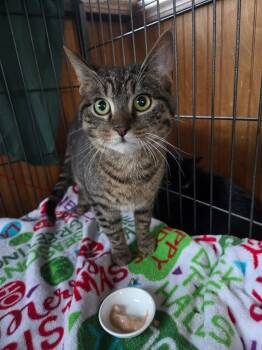 Domestic Short Hair Cats Available for Adoption - Ziggy | PetCurious