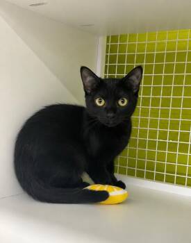 Sarstoon Temash -  Abyssinian Cat for Adoption in Fort Lupton, Colorado - Sarstoon Temash | PetCurious