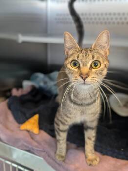 Lovey -  Domestic Short Hair Cat Available for Adoption in Hyde Park, New York - Lovey | PetCurious
