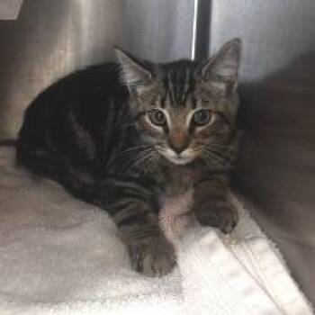 NCI5650 Kelder -  Domestic Short Hair Cat for Adoption in Port Washington, New York - NCI5650 Kelder | PetCurious