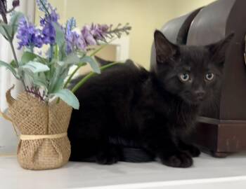 Silver -  Domestic Short Hair Cat for Adoption in Lawrenceville, Georgia - Silver | PetCurious