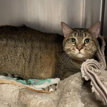 Domestic Short Hair Cats Available for Adoption - Jugg Head Jones | PetCurious