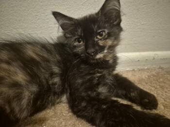 Sassy -  Domestic Long Hair Cat for Adoption in Bellmawr, New Jersey - Sassy | PetCurious